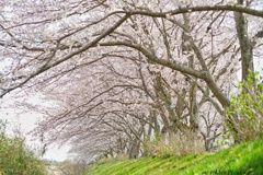 桜並木…