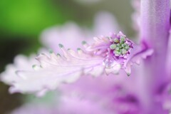 寒さを乗り越えたら春