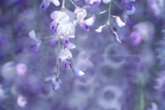 Wisteria …
