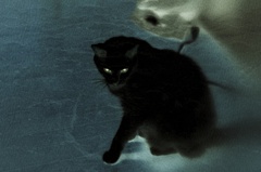 不思議な黒猫…