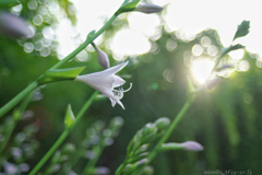朝日とギボウシの花…