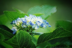 Hydrangea…