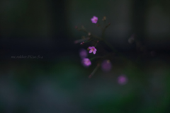 Coral flower…