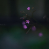 Coral flower…