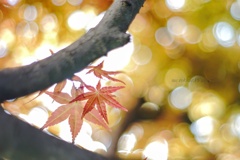 Japanese  Maple…