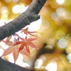 Japanese  Maple…