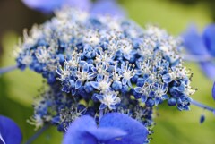 両性花の賑わい…