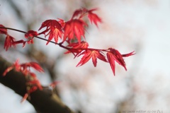 早朝の春 紅葉…