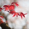 早朝の春 紅葉…