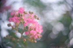 夢の百日紅…