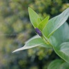 TNNS発射準備完了！…