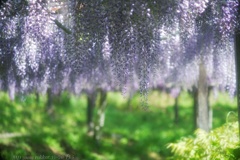 Wisteria