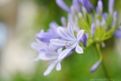 アガパンサス開花…