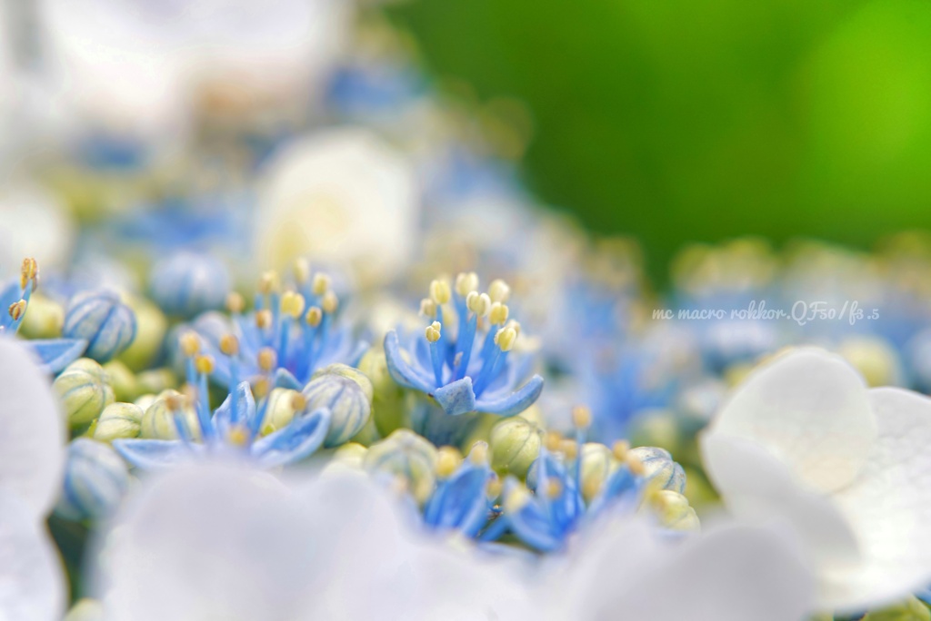 まだ間に合った…真花の園