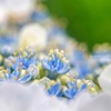 まだ間に合った…真花の園