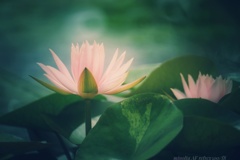 神秘の花  睡蓮…