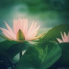 神秘の花  睡蓮…
