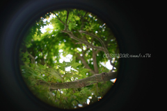 Dance of the Japanese Maple…