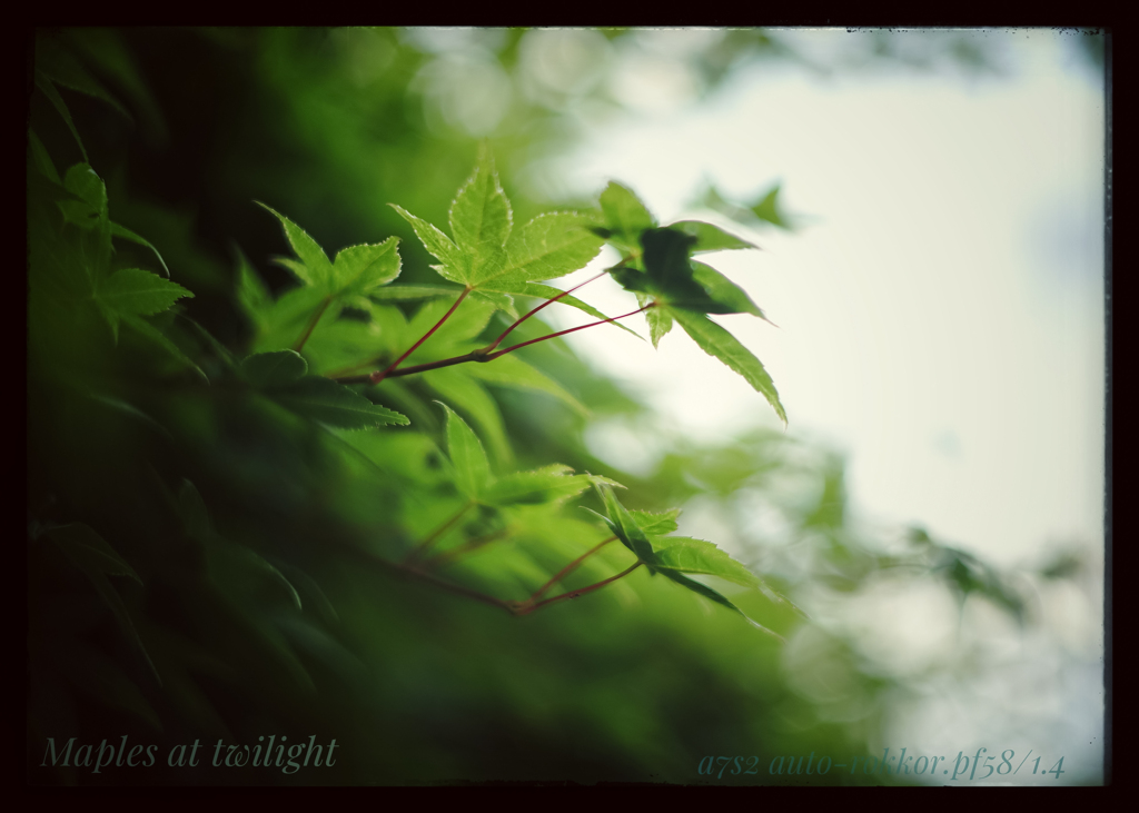 A7S2で撮る…
