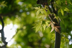 紅葉が終わり新緑の時期に…