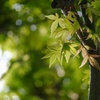 紅葉が終わり新緑の時期に…