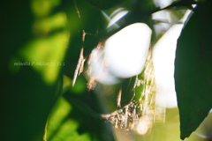 Light hanging ornament…