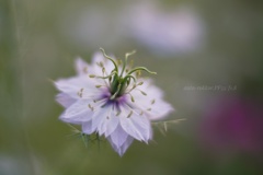 変身前…①  Love in a mist