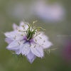 変身前…①  Love in a mist