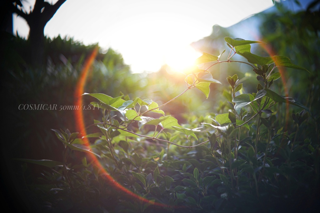 Nature  art…