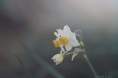 凛とした早朝