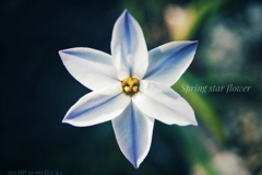 Spring star-flower…