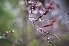 美しき朱の雫…