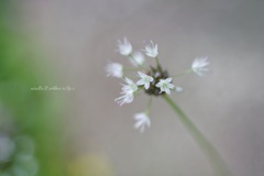 花ノビル…