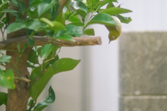擬態…