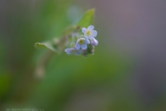 早朝のキュウリグサ…