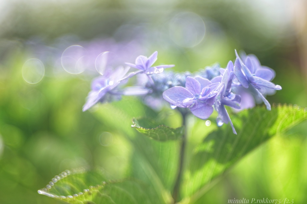 hydrangea…Bubble