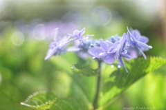 hydrangea…Bubble
