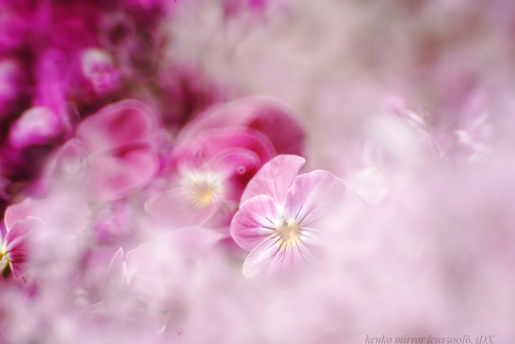 伊賀忍花…