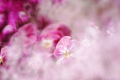 伊賀忍花…