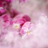 伊賀忍花…