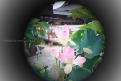 千鳥足な蓮…