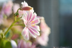 美しく咲き誇るレウィシアの花…