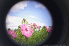 夏と言えば…