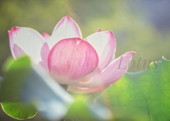 Lotus…