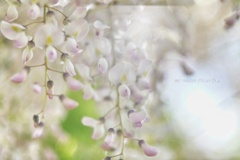 Wisteria…White