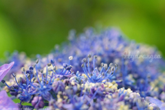Hydrangea