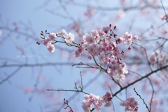 透き通る桜…