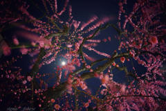 月夜に活気づく梅達…