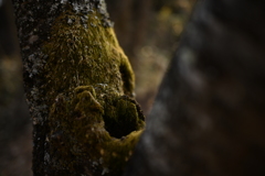 NZF_1027