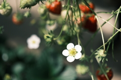 FUJIFILM_X-T5_12168960-12201890093